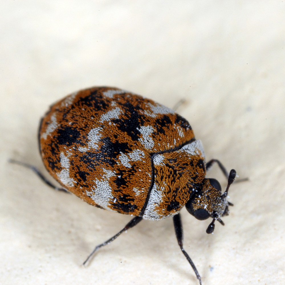 Carpet Beetle Guide: Identification, Prevention, and Treatment